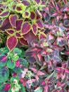 ColeusÃÂ is a formerÃÂ genusÃÂ ofÃÂ flowering plantsÃÂ in theÃÂ familyÃÂ Lamiaceae.